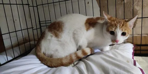 Znaleziono kota, Toruń, 16 czerwca 2024