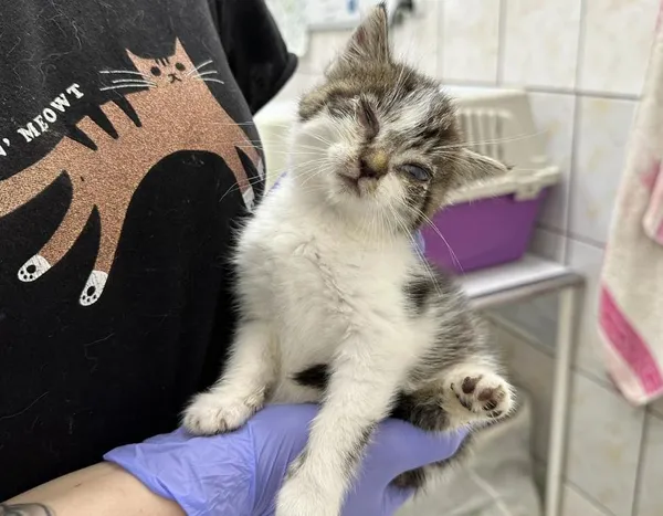 Znaleziono kota, Toruń, 16 czerwca 2024