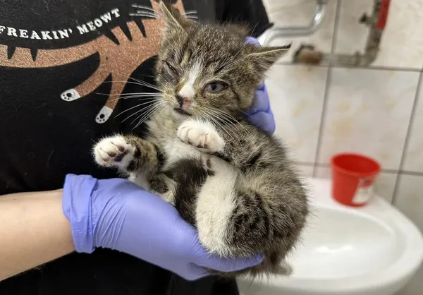 Znaleziono kota, Toruń, 16 czerwca 2024