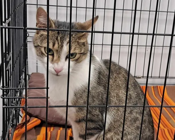 Znaleziono kota, Toruń, 15 czerwca 2024