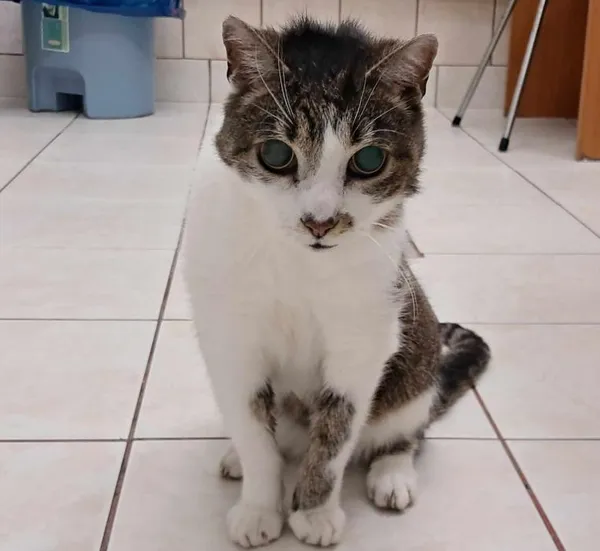 Znaleziono kota, Toruń, 13 czerwca 2024