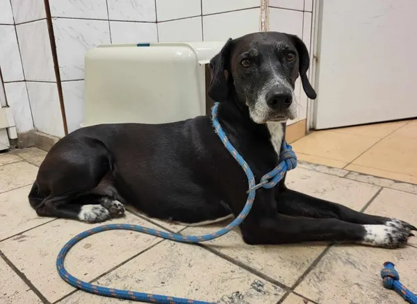 Znaleziono psa, Toruń, 12 czerwca 2024