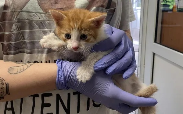 Znaleziono kota, Toruń, 12 czerwca 2024