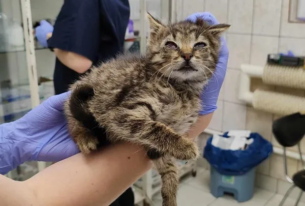 Znaleziono kota, Toruń, 11 maja 2024