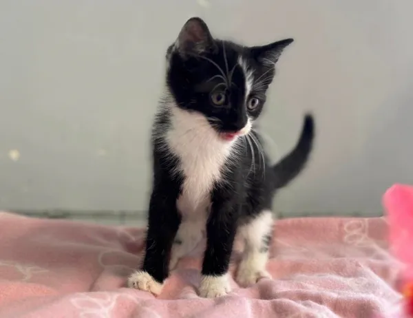 Kot do adopcji, Świdnica, 29 maja 2024