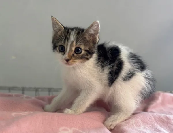 Kot do adopcji, Świdnica, 29 maja 2024