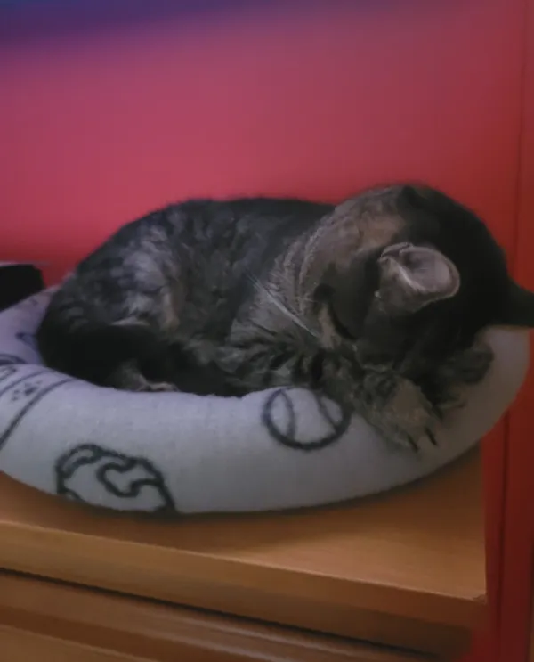 Zaginął kot, Jaworzno, Podłęże, 17 czerwca 2024 (3/3)