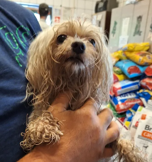 Pies do adopcji, Orzechowce, 15 czerwca 2024 (1/2)