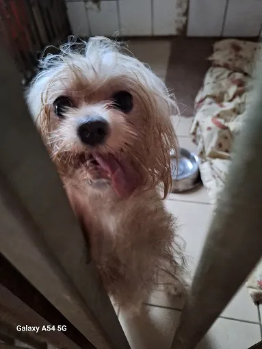 Pies do adopcji, Orzechowce, 15 czerwca 2024 (2/2)