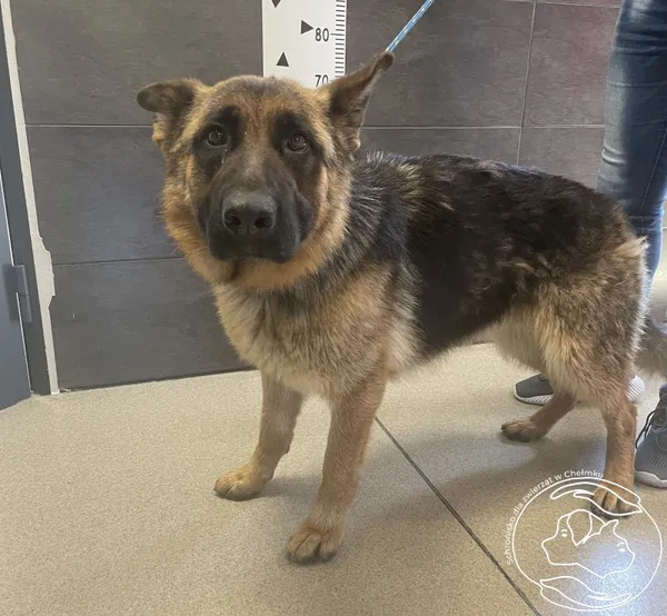 Znaleziono psa, Chełmek, 17 czerwca 2024