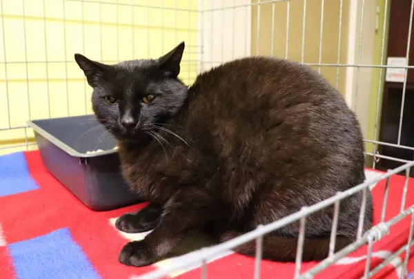 Znaleziono kota, Łódź, 17 czerwca 2024