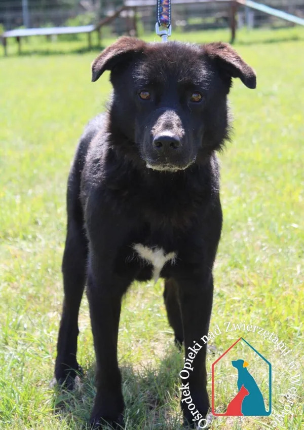 Pies do adopcji, Węgrowo, 17 czerwca 2024