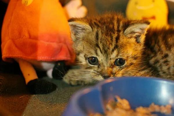 Znaleziono kota, Wałbrzych, 10 czerwca 2024