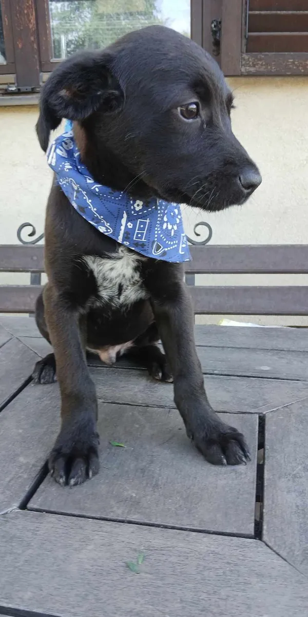 Pies do adopcji, Pionki, 18 czerwca 2024 (2/4)