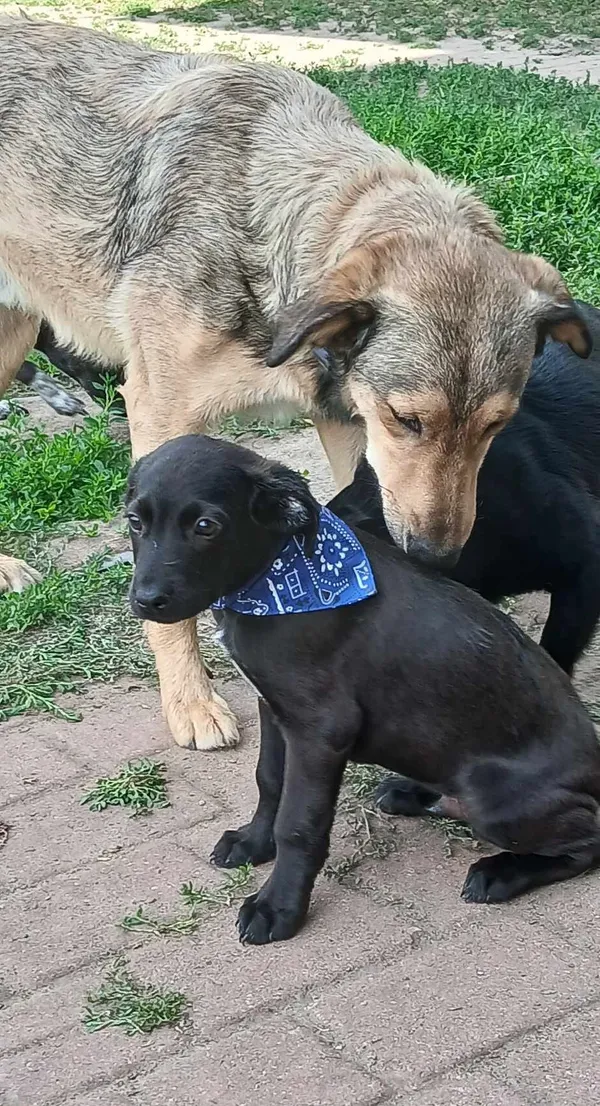 Pies do adopcji, Pionki, 18 czerwca 2024 (3/4)