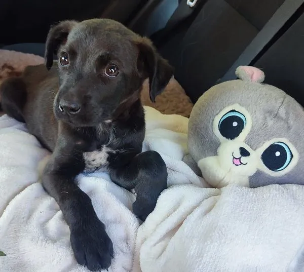 Pies do adopcji, Pionki, 18 czerwca 2024 (4/4)