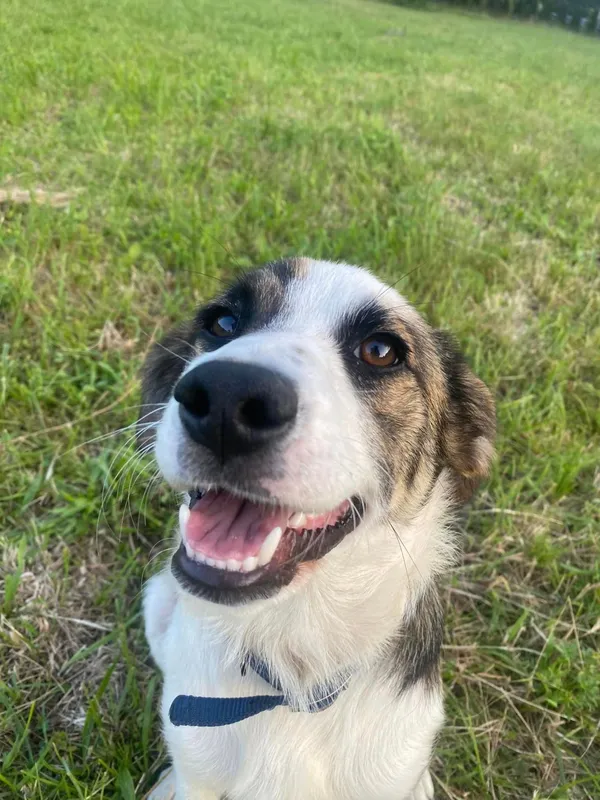 Pies do adopcji, Pionki, 18 czerwca 2024 (1/3)