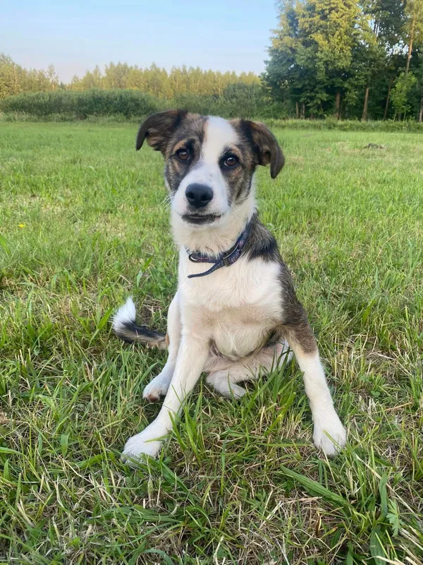 Pies do adopcji, Pionki, 18 czerwca 2024 (2/3)