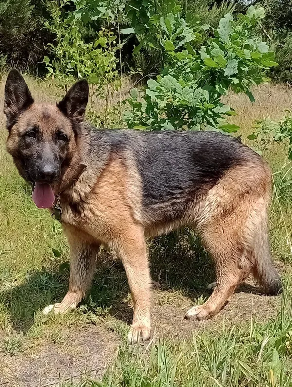 Pies do adopcji, Pionki, 18 czerwca 2024 (1/5)