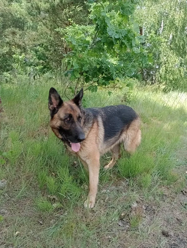 Pies do adopcji, Pionki, 18 czerwca 2024 (2/5)