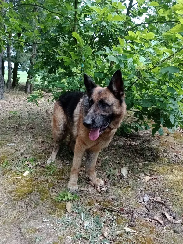 Pies do adopcji, Pionki, 18 czerwca 2024 (3/5)