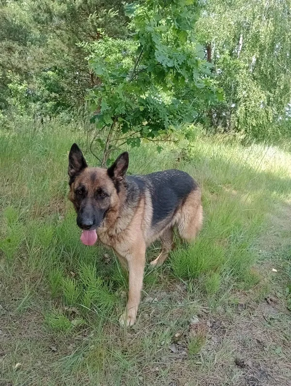 Pies do adopcji, Pionki, 18 czerwca 2024 (4/5)