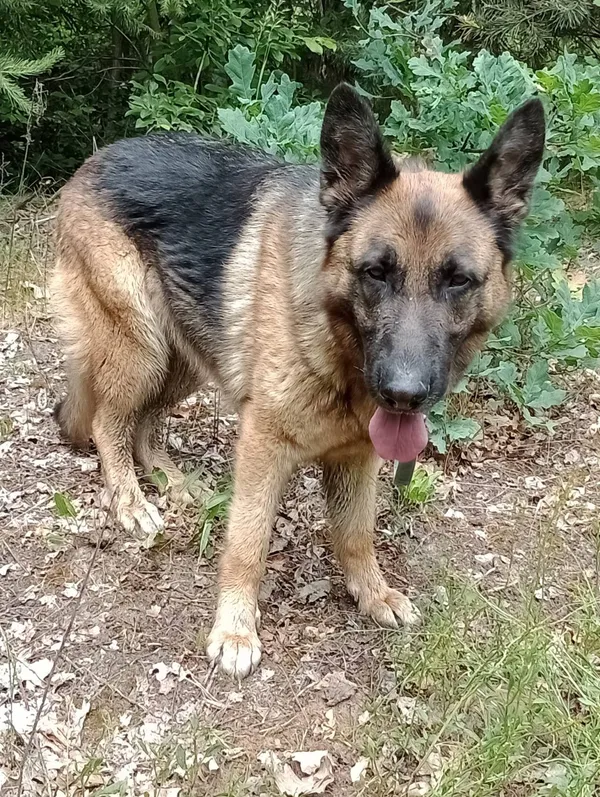 Pies do adopcji, Pionki, 18 czerwca 2024 (5/5)