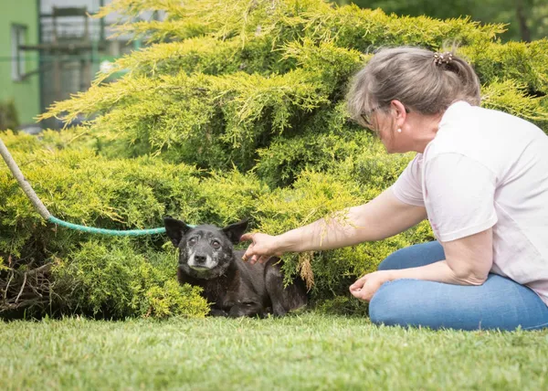 Pies do adopcji, Bełchatów, 27 marca 2024 (2/5)