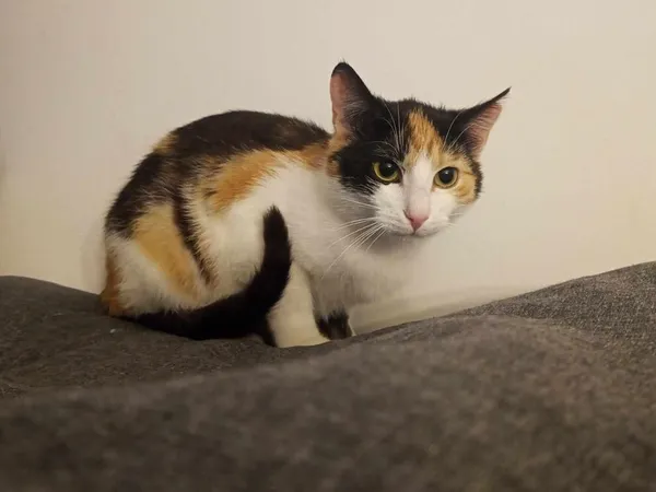 Znaleziono kota, Toruń, 12 maja 2024