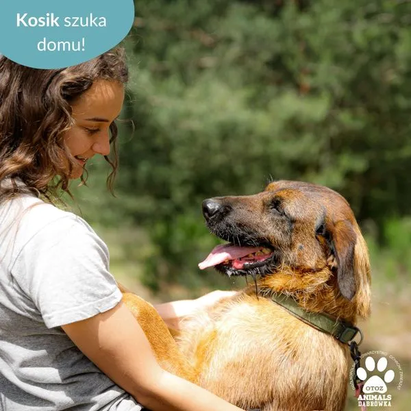 Pies do adopcji, Dąbrówka, 18 czerwca 2024 (2/5)