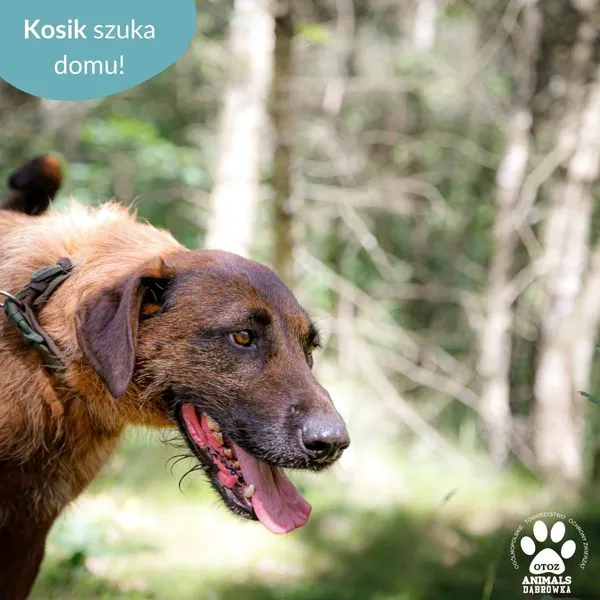 Pies do adopcji, Dąbrówka, 18 czerwca 2024 (3/5)