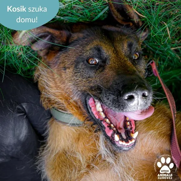 Pies do adopcji, Dąbrówka, 18 czerwca 2024 (4/5)