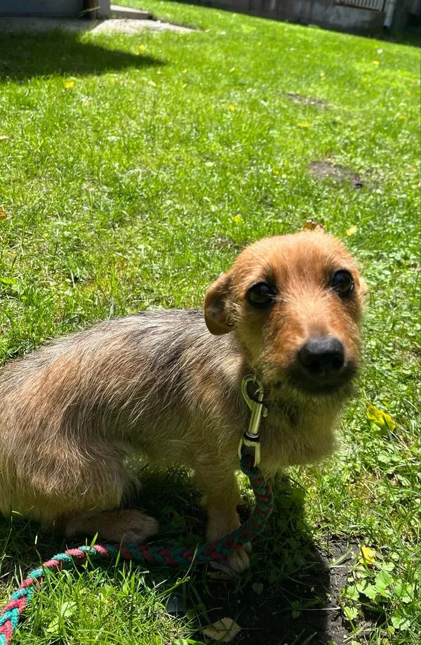 Pies do adopcji, Włocławek, 17 czerwca 2024 (1/4)