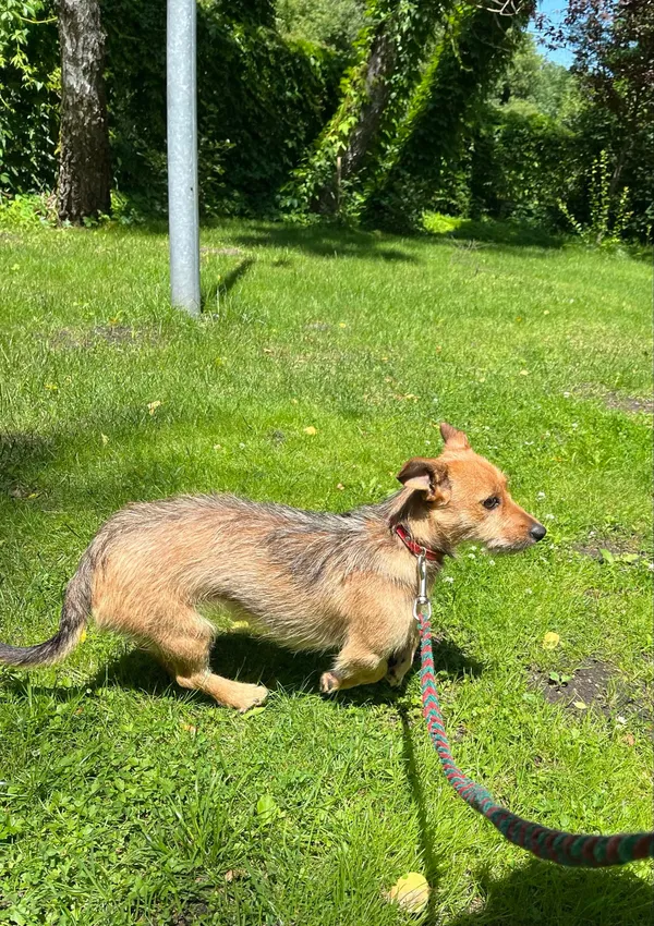 Pies do adopcji, Włocławek, 17 czerwca 2024 (2/4)