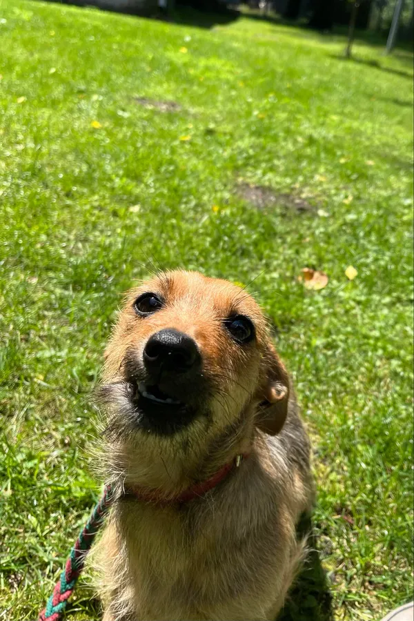 Pies do adopcji, Włocławek, 17 czerwca 2024 (4/4)