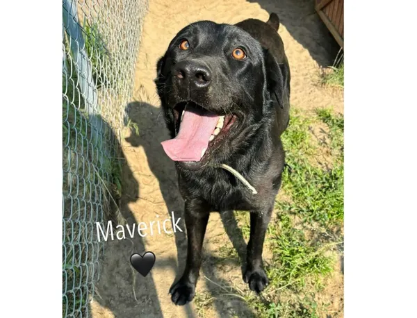 Pies do adopcji, Przyborówko, 17 czerwca 2024