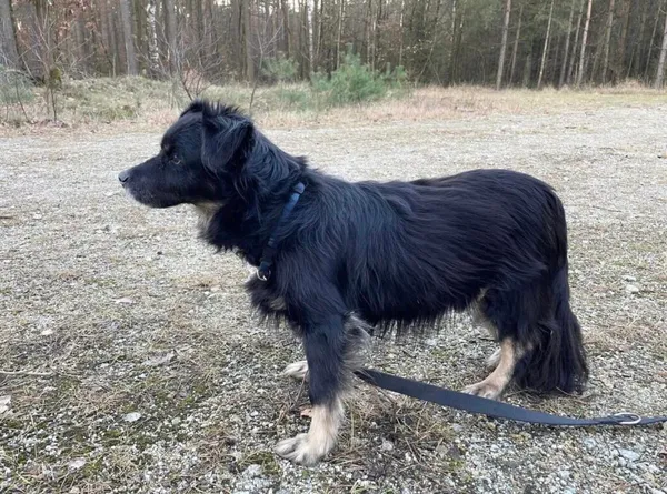 Pies do adopcji, Przyborówko, 10 marca 2025 (2/5)