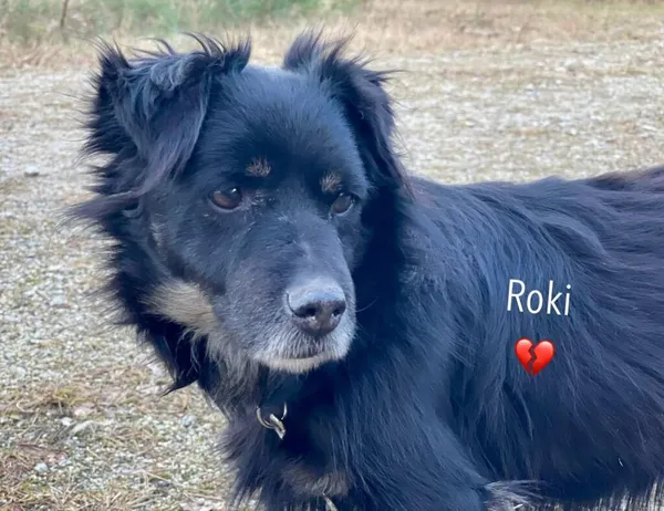 Pies do adopcji, Przyborówko, 10 marca 2025 (4/5)