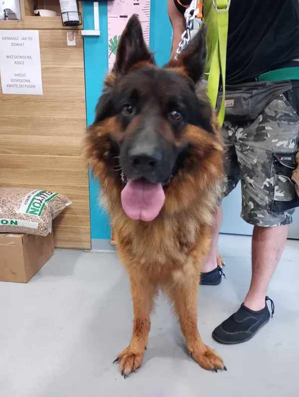 Pies do adopcji, Kielce, 18 czerwca 2024