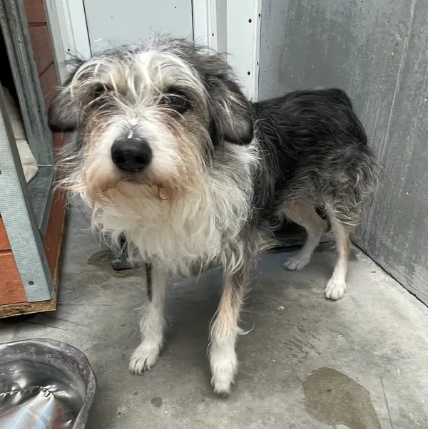 Znaleziono psa, Lublin, 16 czerwca 2024