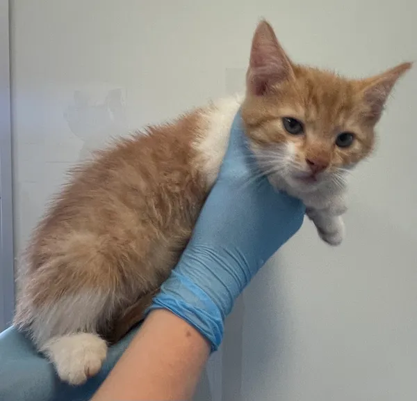 Znaleziono kota, Lublin, 16 czerwca 2024