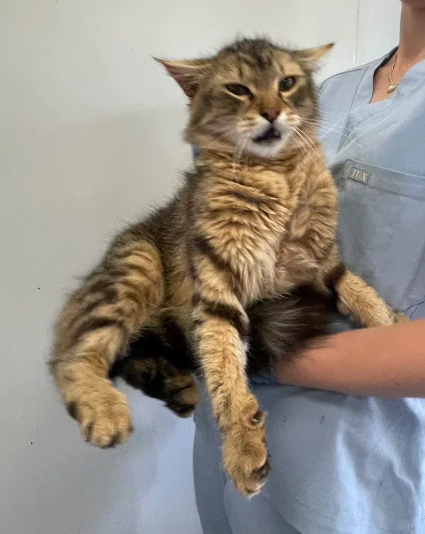 Znaleziono kota, Lublin, 16 czerwca 2024