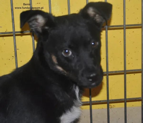 Pies do adopcji, Nowy Dwór Mazowiecki, 18 czerwca 2024 (1/2)