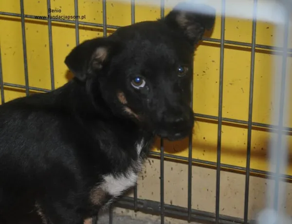 Pies do adopcji, Nowy Dwór Mazowiecki, 18 czerwca 2024 (2/2)