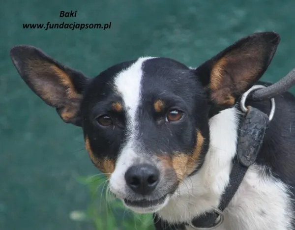 Pies do adopcji, Nowy Dwór Mazowiecki, 18 czerwca 2024 (1/5)