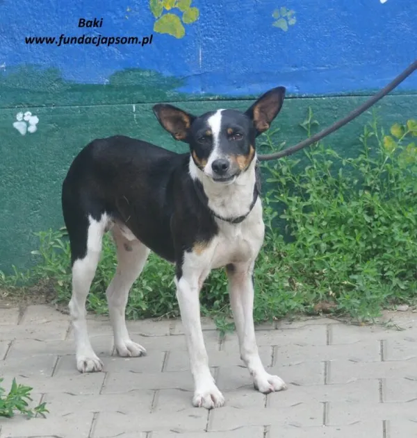 Pies do adopcji, Nowy Dwór Mazowiecki, 18 czerwca 2024 (3/5)