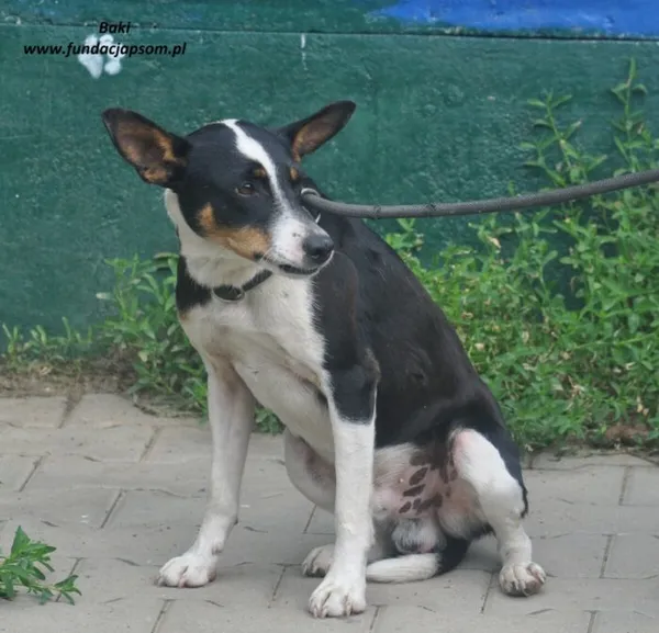 Pies do adopcji, Nowy Dwór Mazowiecki, 18 czerwca 2024 (5/5)