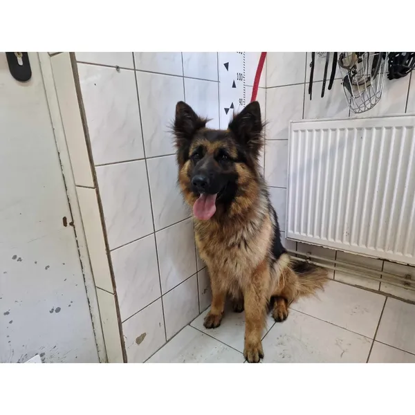 Znaleziono psa, Białystok, 18 czerwca 2024