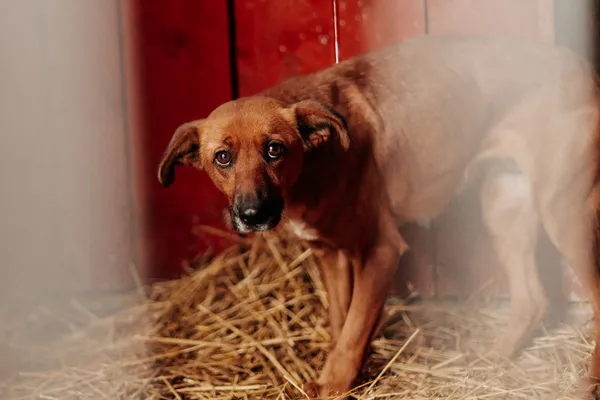 Pies do adopcji, Czartki, 22 grudnia 2023 (2/3)