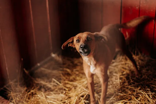 Pies do adopcji, Czartki, 22 grudnia 2023 (3/3)